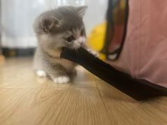-momokira米努特·德文卷毛猫·棉花面纱犬