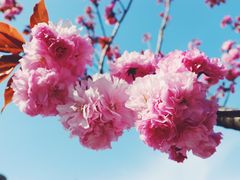 -嘉定紫藤园