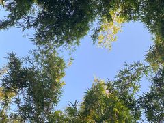 -望江楼公园