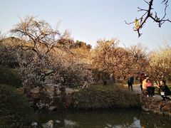 -香雪海