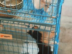 -中环花鸟鱼虫市场
