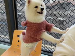 -怪兽屋·羊驼·猫咖·狗咖(俊华广场店)