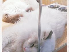 -屋虎猫馆(宝安大仟里店)