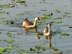 -吴淞炮台湾湿地森林公园烧烤区