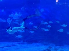 -烟台海昌鲸鲨海洋公园