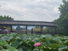 -大理洱源西湖景区