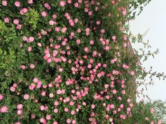 园博园-济南国际园博园