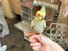 -吉丁鸟咖·异宠·寄养