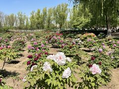 -莲花池公园