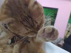 -李小姐の猫咖啡馆(五角场店)