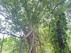 -中国科学院西双版纳热带植物园