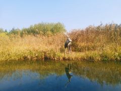 -溱湖国家湿地公园