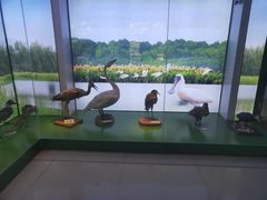 -大湾区中央湿地公园