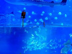-烟台海昌鲸鲨海洋公园