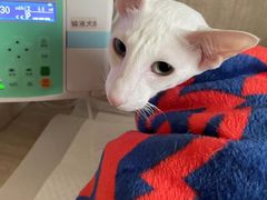 -北京观赏动物医院·24小时大型综合·猫专科·异宠专科