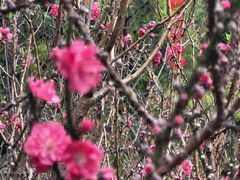 -桃花涧