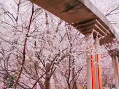-桃花堤公园