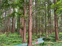 -黄海国家森林公园