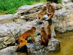 -北京野生动物园