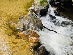 -莫里热带雨林景区