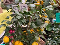 -秦美花卉(天朗·莱茵小城2期店)