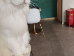 -飞行喵MR PILOT|猫舍·猫咖(静安大融城店)