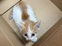 -博特宠物医院24h犬猫全科.骨科·异宠