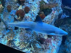 -新加坡海洋生态馆