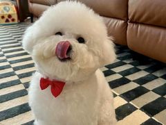 -萌宠之家·腊肠犬·马尔泰·小体犬舍