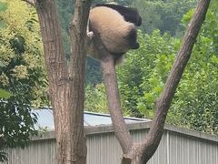 -卧龙中华大熊猫苑神树坪基地