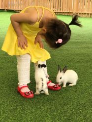 -萌宠亲子动物乐园(槐房万达店)