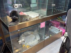 -FAELING PETS美天灵宠物(富力广场店)