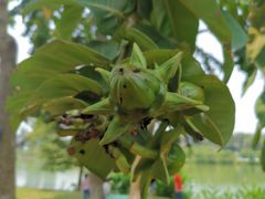 -广西壮族自治区药用植物园
