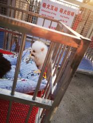 -萌宠亲子动物乐园(槐房万达店)