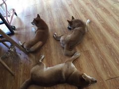 -柴犬高等学院·狗咖·柴犬售卖·宠物训练