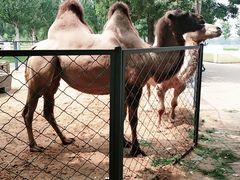 -长白岛森林公园