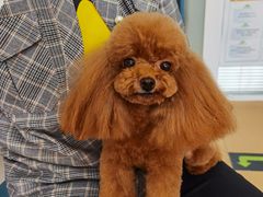 -小叮当动物医院·骨科·眼科