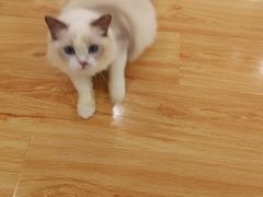 -momokira米努特·德文卷毛猫·棉花面纱犬