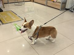 -艾贝尔宠物医院 ·中兽医·宠保定点(北门桥店)