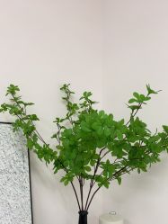 -变美丽半永久定妆连锁·纹眉·机器野生眉