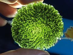 -志强陨石馆(双季花艺店)