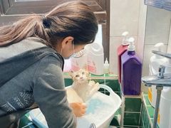 -山宅一喵德文卷毛猫舍