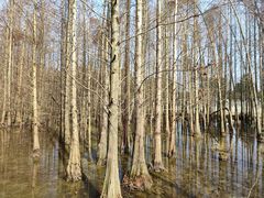 -桤木河湿地公园