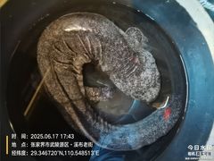 -印象鲵宴·张家界地标美食名片(溪布街店)