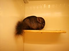 -龙猫仔乐园(惠福东路店)