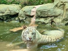 -红山森林动物园