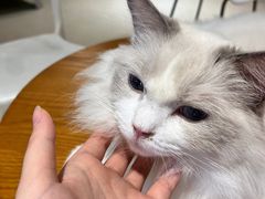 -藏猫猫咖啡主题馆(中央大道店)