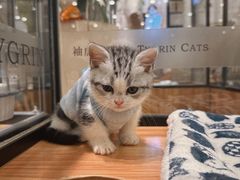 -袖虎·猫馆(体育西路店)