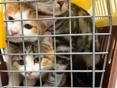 -芭比堂动物医院·CT·微创中心(新顺分院)