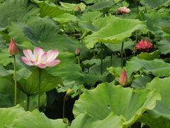 -莲花池公园